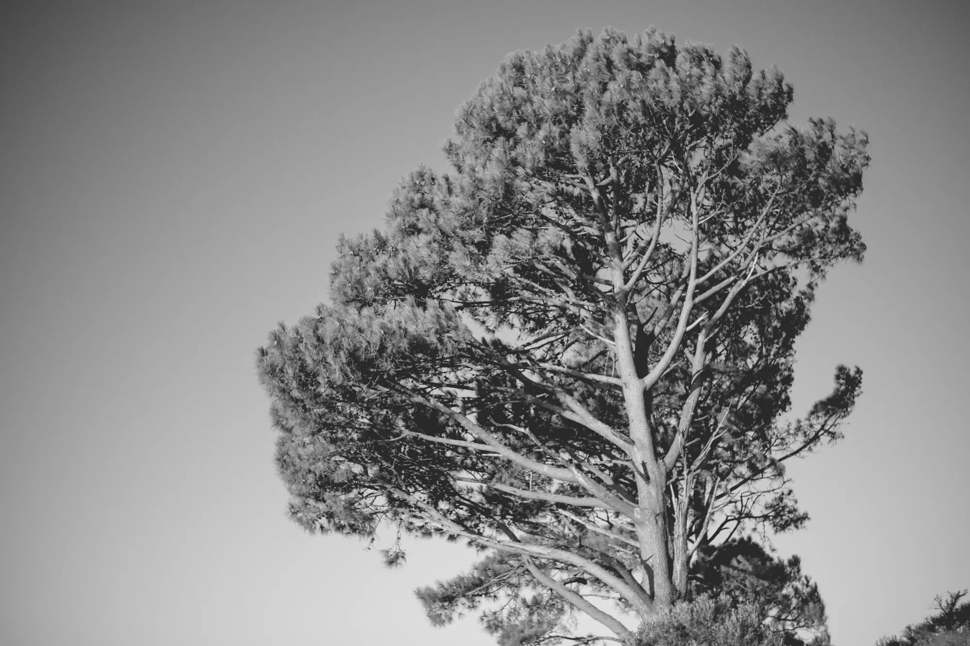 2022-02-16 - Cape Town - Tree